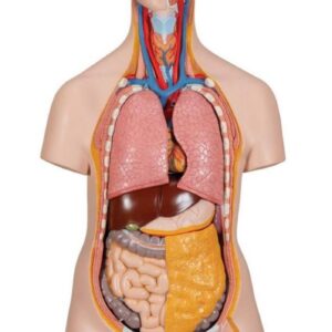 Modelo anatomía humana torso.